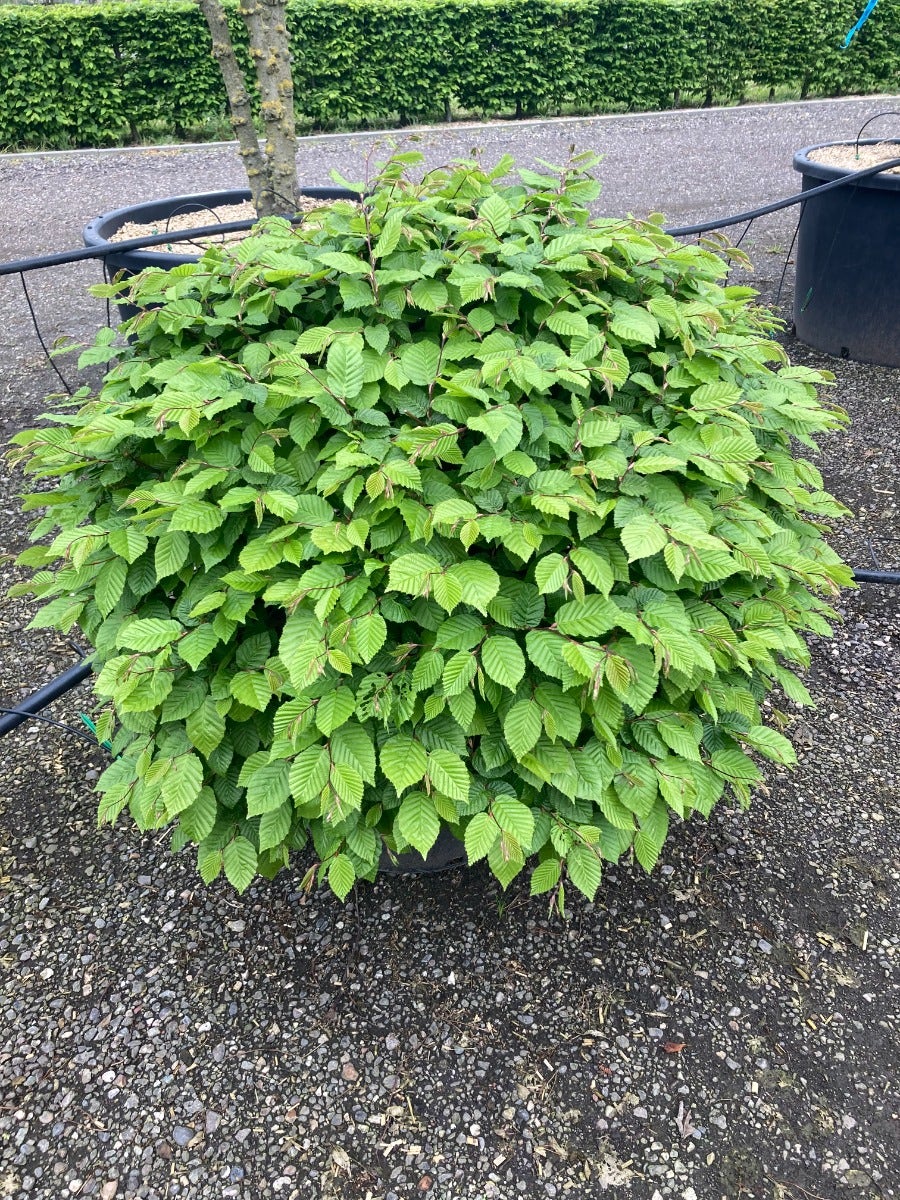  Beuk Als Bolvorm (Fagus Sylvatica)