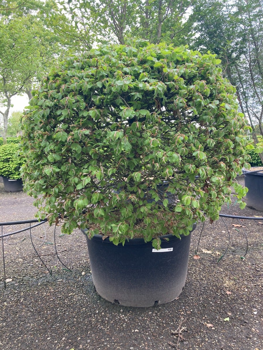 Beuk Als Bolvorm (Fagus Sylvatica)