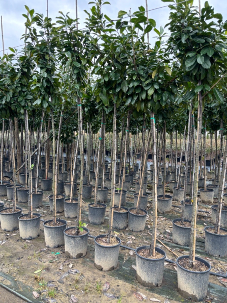  Laurier Als Boom (Prunus Laurocerasus 'Novita')