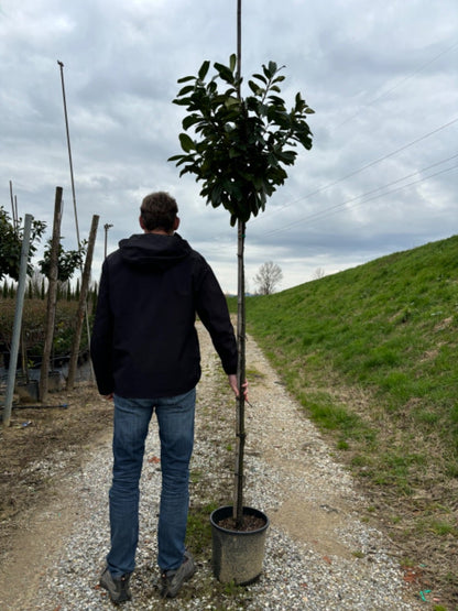  Laurier Als Boom (Prunus Laurocerasus 'Novita')
