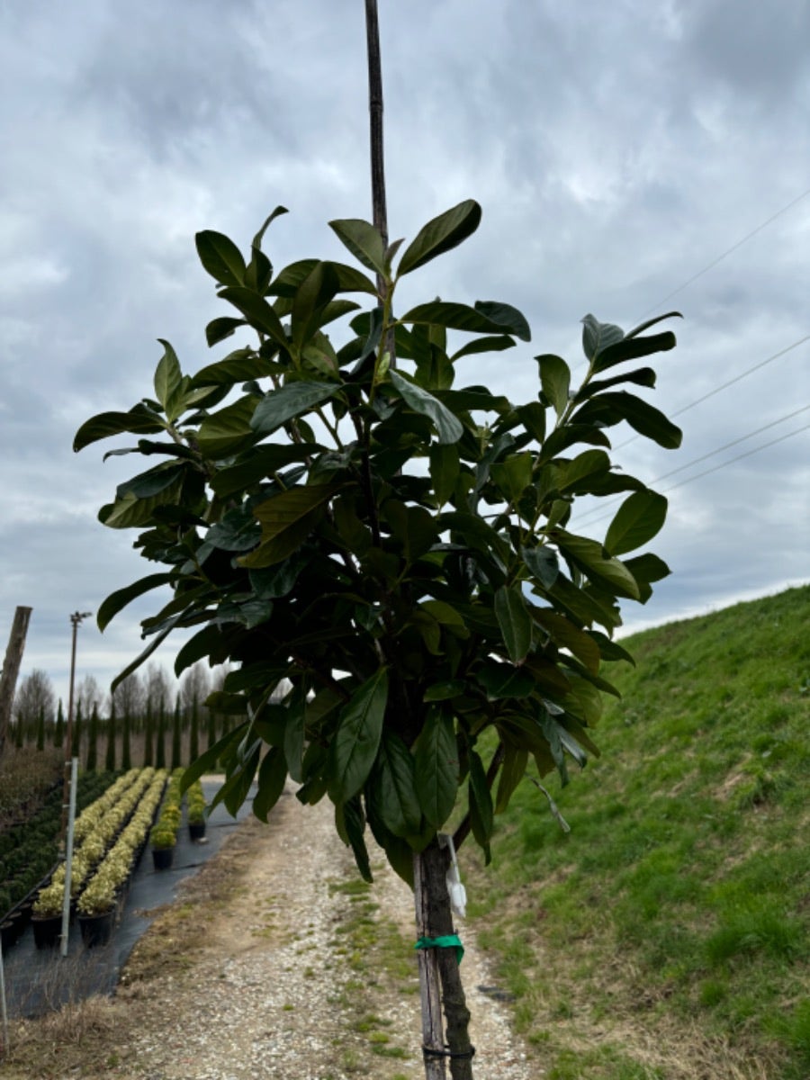  Laurier Als Boom (Prunus Laurocerasus 'Novita')