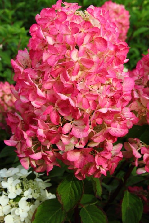  Pluimhortensia (Hydrangea Paniculata 'Diamant Rouge')