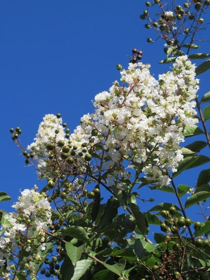  Witte Lagerstroemia Als Boom (Lagerstroemia Indica)