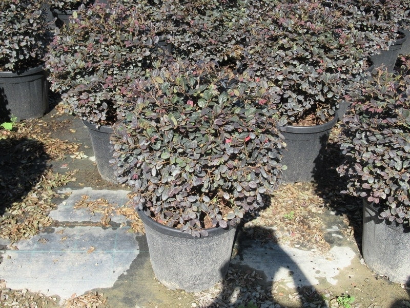  Loropetalum Als Bolvorm (Loropetalum 'Fire Dance')
