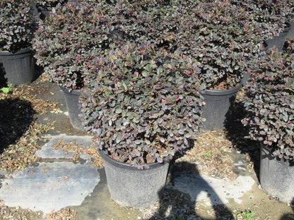  Loropetalum Als Bolvorm (Loropetalum 'Fire Dance')