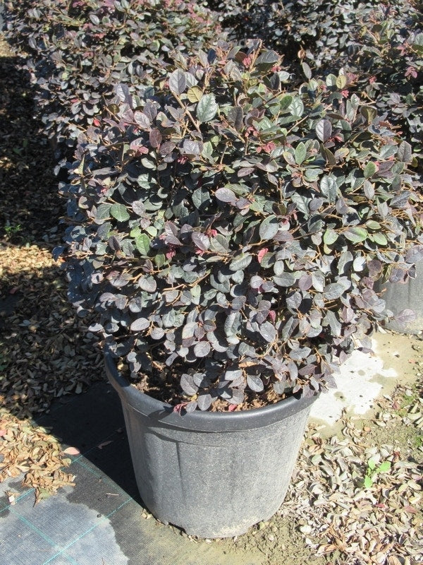  Loropetalum Als Bolvorm (Loropetalum 'Fire Dance')