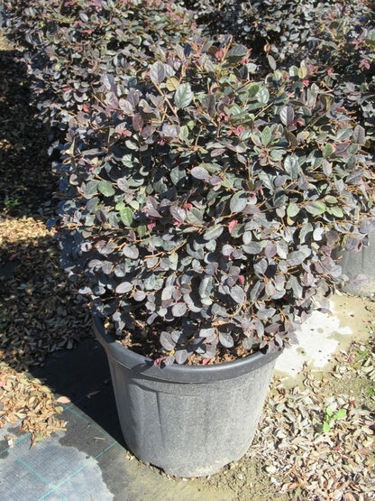  Loropetalum Als Bolvorm (Loropetalum 'Fire Dance')