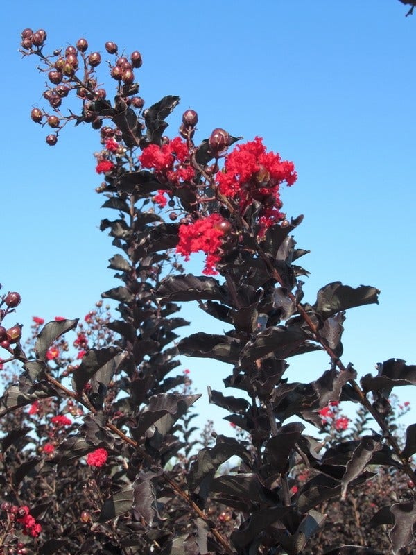  Lagerstroemia Als Halfstam (Lagerstroemia 'Black Diamond Best Red')