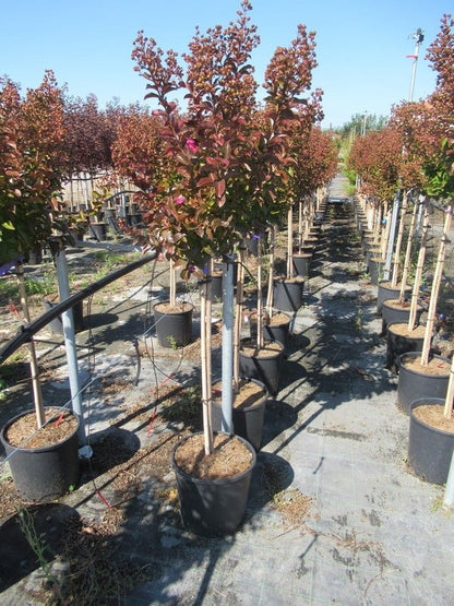  Lagerstroemia Als Halfstam (Lagerstroemia Indica 'Berry Dazzle')