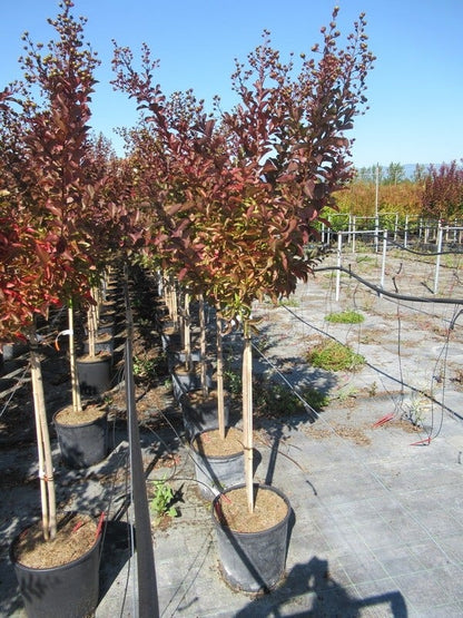  Lagerstroemia Als Halfstam (Lagerstroemia Indica 'Berry Dazzle')