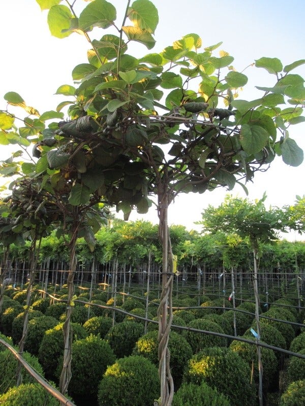  Kiwiplant Als Dakboom (Actinidia Chinensis)