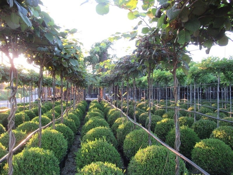  Kiwiplant Als Dakboom (Actinidia Chinensis)