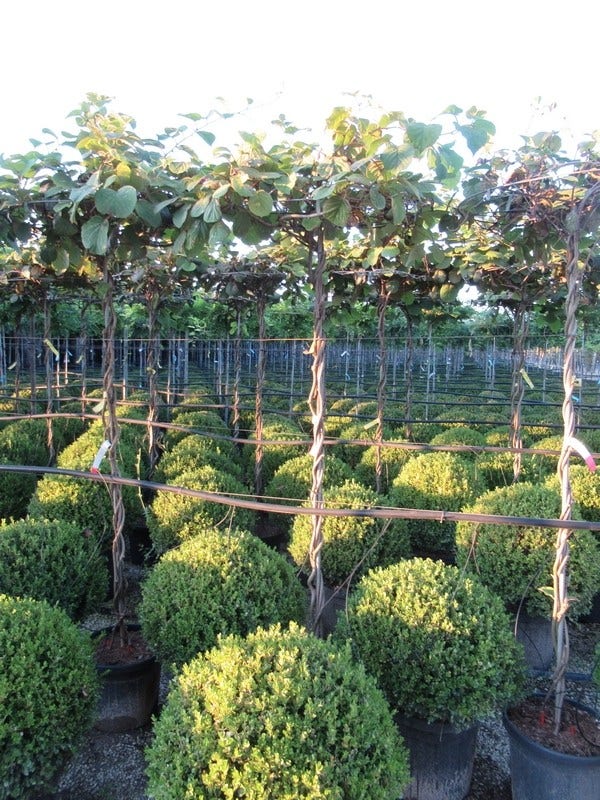  Kiwiplant Als Dakboom (Actinidia Chinensis)