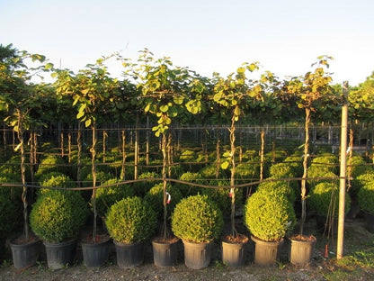  Kiwiplant Als Dakboom (Actinidia Chinensis)