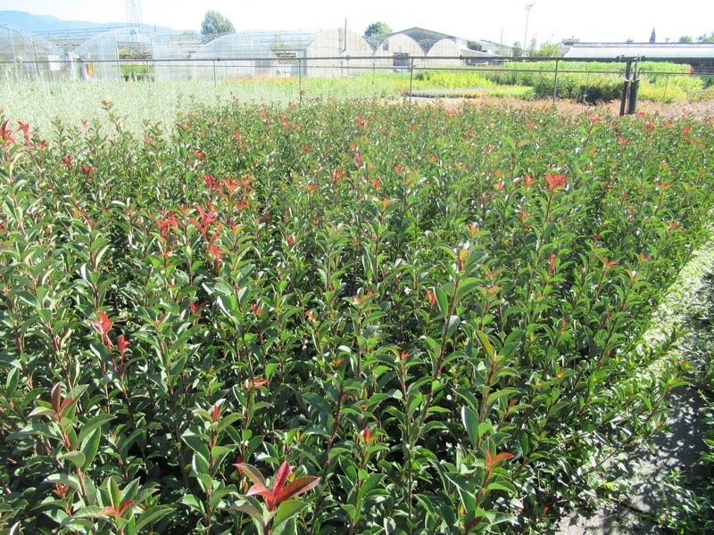  Glansmispel (Photinia Fraseri 'Carré Rouge')