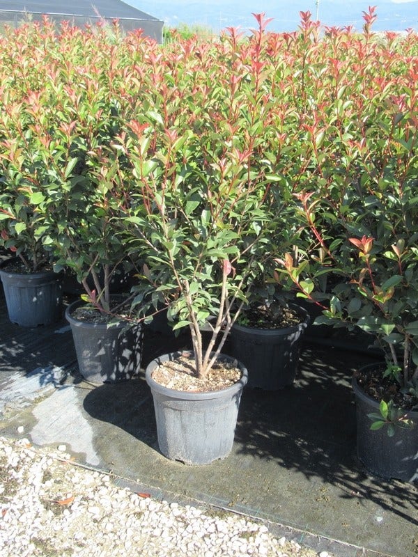  Glansmispel (Photinia Fraseri 'Carré Rouge')