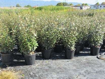  Olijfwilg (Elaeagnus Ebbingei 'Compacta')