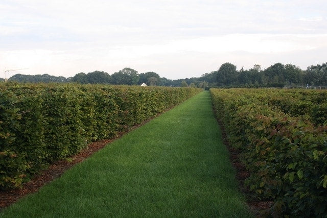  Beukenhaag Als Haagelement (Fagus Sylvatica)
