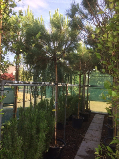 Parasolden (Pinus Pinea)