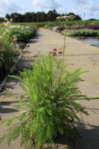  Duizendblad (Achillea Millefolium 'Cerise Queen')