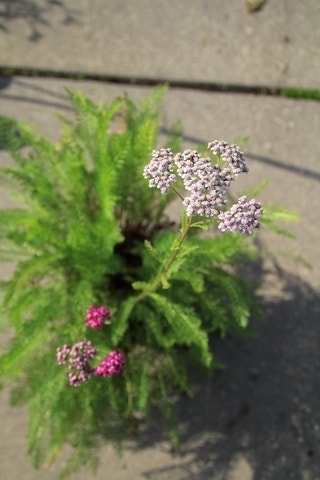  Duizendblad (Achillea Millefolium 'Cerise Queen')