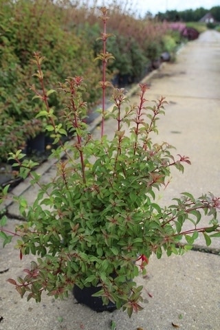  Bellenplant (Fuchsia 'Riccartonii')