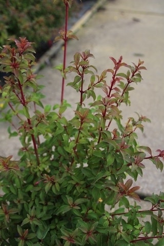  Bellenplant (Fuchsia 'Riccartonii')