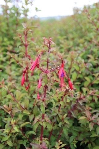  Bellenplant (Fuchsia 'Riccartonii')