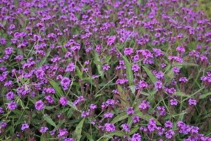  IJzerhard (Verbena Rigida)