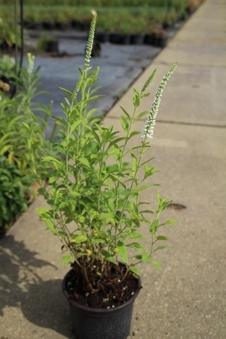  Virginische Ereprijs (Veronicastrum Virginicum 'Album')