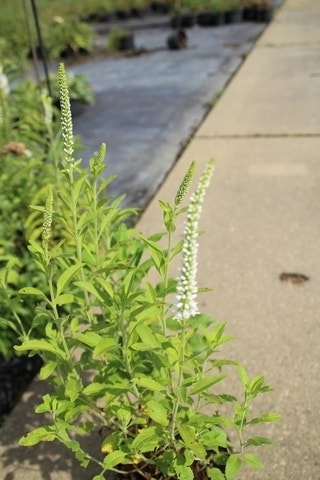  Virginische Ereprijs (Veronicastrum Virginicum 'Album')