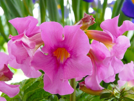  Bloeiende Varen (Incarvillea Delavayi)