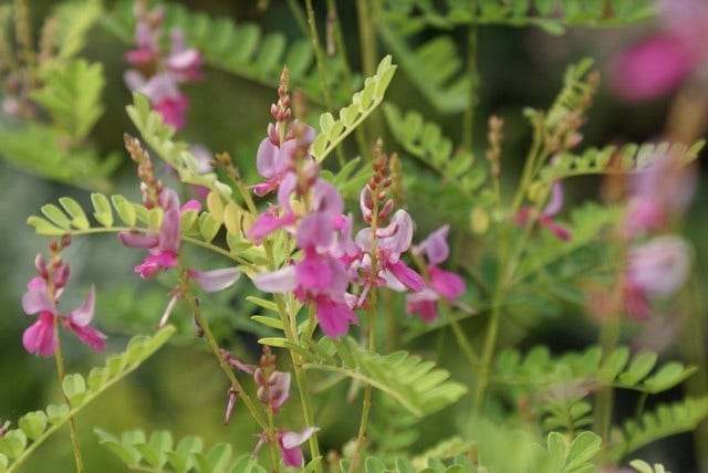  Indigostruik (Indigofera Heterantha)