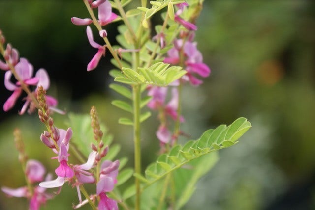  Indigostruik (Indigofera Heterantha)