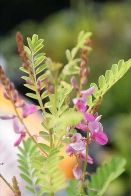  Indigostruik (Indigofera Heterantha)