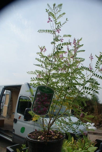  Indigostruik (Indigofera Heterantha)