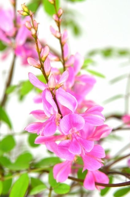  Indigostruik (Indigofera Heterantha)
