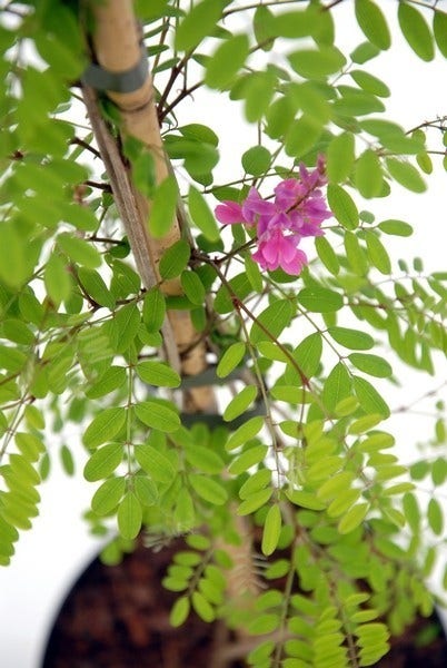 Indigostruik (Indigofera Heterantha)