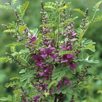  Indigostruik (Indigofera Heterantha)