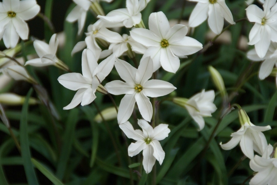  Oude Wijfjes (Ipheion Uniflorum 'Alberto Castillo’)