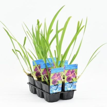  Iris (Iris 'Black Gamecock')