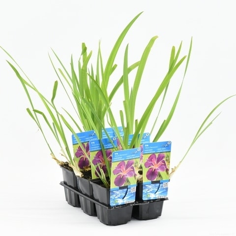  Iris (Iris 'Black Gamecock')