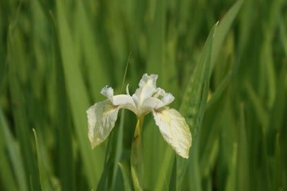  Gele Lis (Iris Pseudacorus)