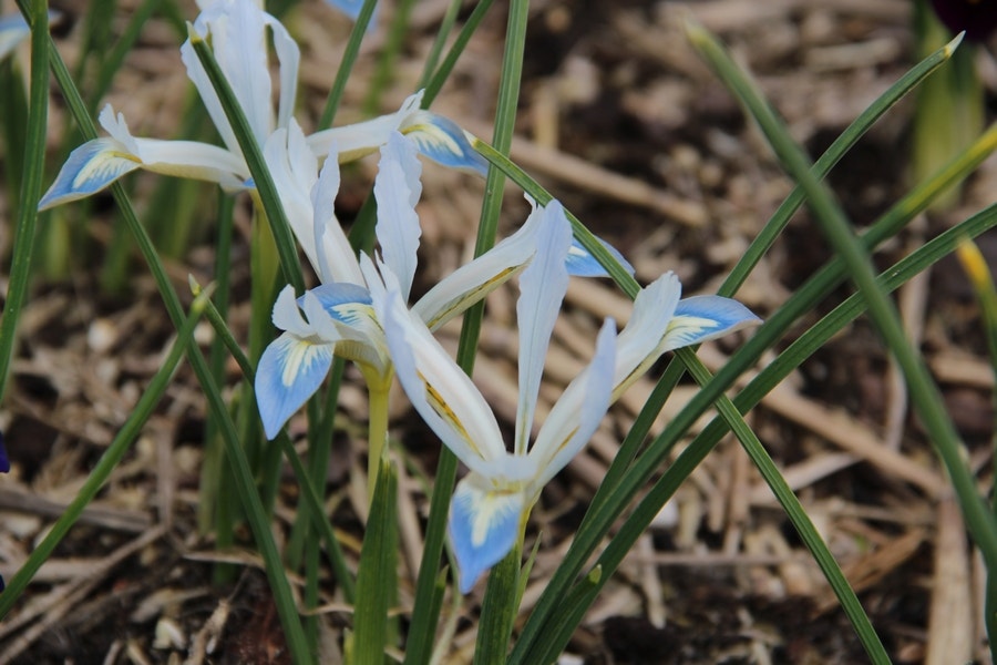  Dwergiris (Iris Reticulata 'Frozen Planet')