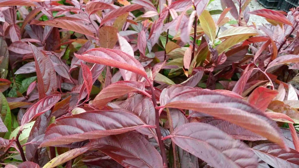  Bloemwilg (Itea Virginica 'Henry's Garnet')