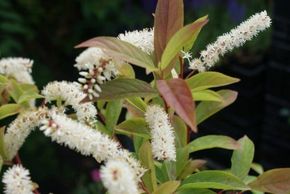  Bloemwilg (Itea Virginica 'Henry's Garnet')