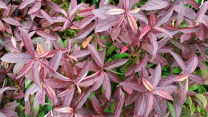  Bloemwilg (Itea Virginica 'Henry's Garnet')