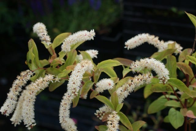  Bloemwilg (Itea Virginica 'Henry's Garnet')