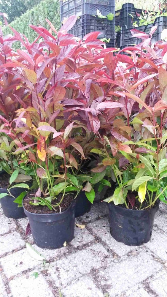  Bloemwilg (Itea Virginica 'Henry's Garnet')