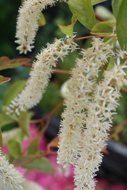  Bloemwilg (Itea Virginica 'Henry's Garnet')